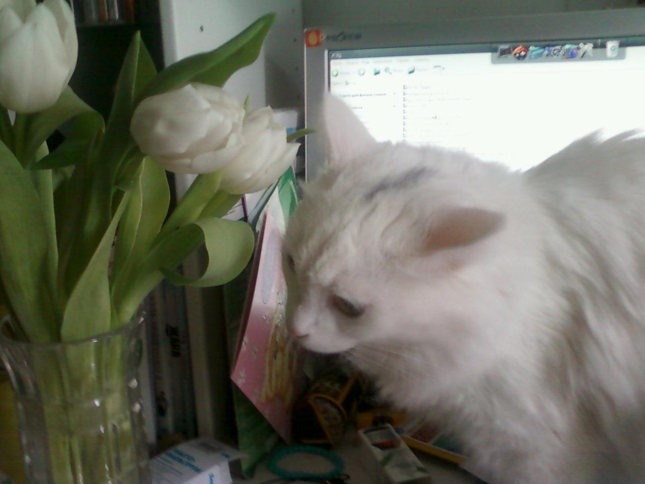 Фото Новосибирцы обняли кошек в честь праздника 14